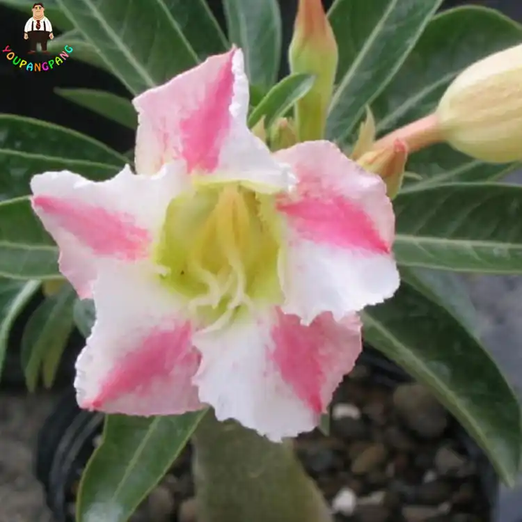 Detail Feedback Questions About 1 Pcs Exotic Desert Rose Plants Pink 1 Pcs Exotic Desert Rose Plants Pink And White Potted Flowers Adenium Obesum Rosa