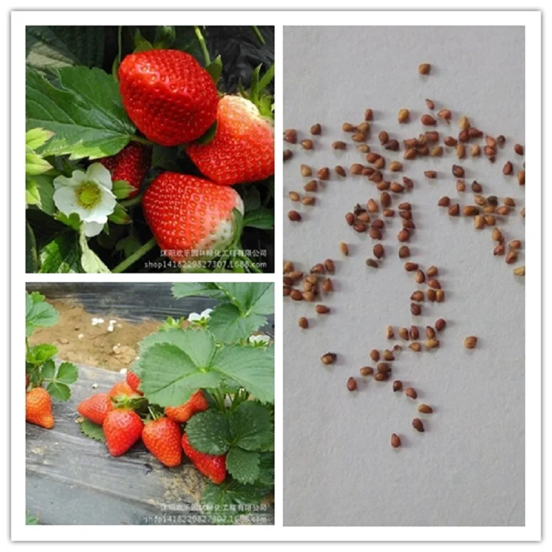 high-quality bonsai strawberry fruit when the results of the four seasons 100pcs/Pack