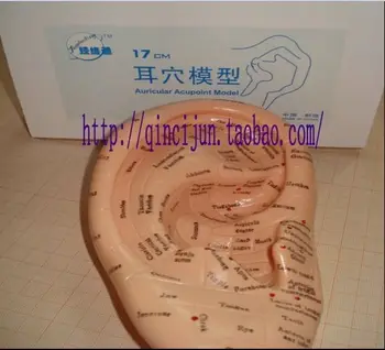 

Free Shipping English Medical Acupuncture Model Ear Reflexology Zone Model 17cm