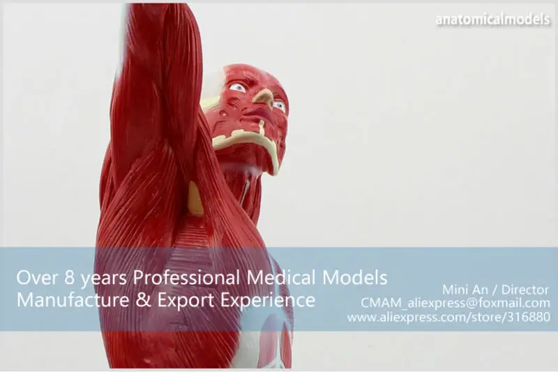 MUSCLE05 CMAM model Male Muscles Of Anatomical Model 1