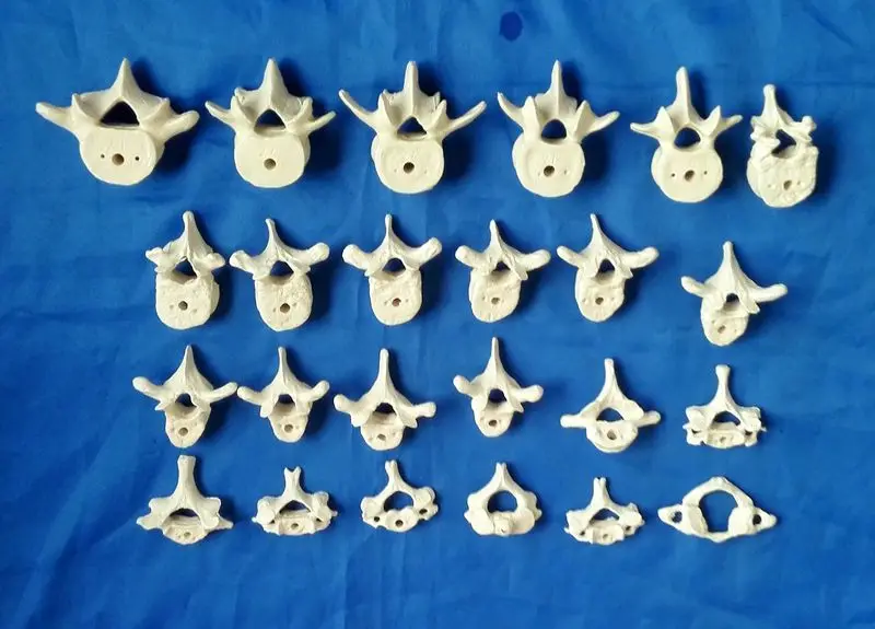 

1:1 Spine Model Human Skeleton Model Medical Science Anatomical Study Display Model