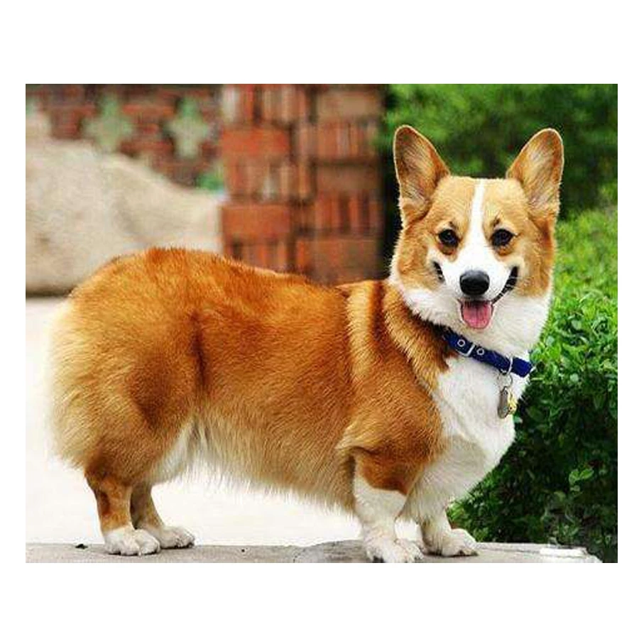 welsh corgi pembroke 3_