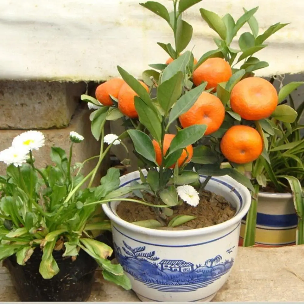 

Happy Farm 50Pcs Delicious Fruit Mandarin Citrus Orange Bonsai Tree PlantSeeds Garden Potted courtyard Decor Seeding Planters FG
