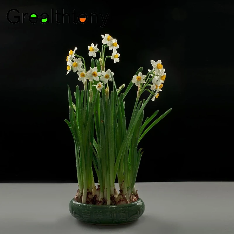 Экстракт Нарцисса Bulbus Narcissi Chinensis характеристики: 10:1 100g