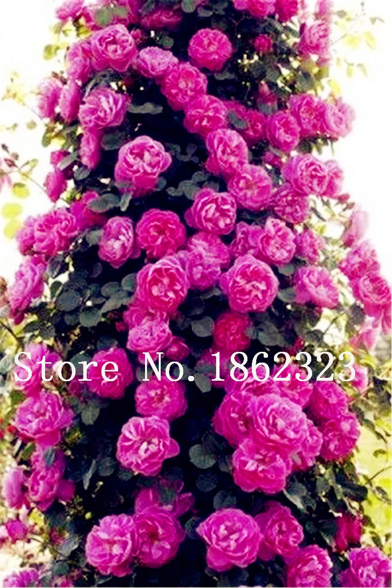 

5 Pcs Heirloom Climbing Peony Flower Tree Thailand Bonsai Plant Hybrids Flowers Tree Perennial Bonsai Flower Plants Garden Decor