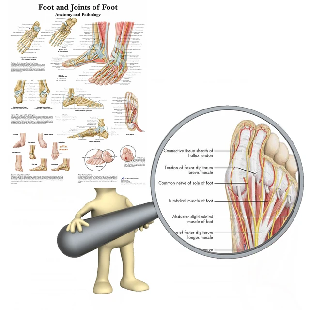Foot Joints of Foot Chart Anatomy Pathology Poster Canvas Painting Wall Pictures for Medical Education Doctors Office Classroom 3