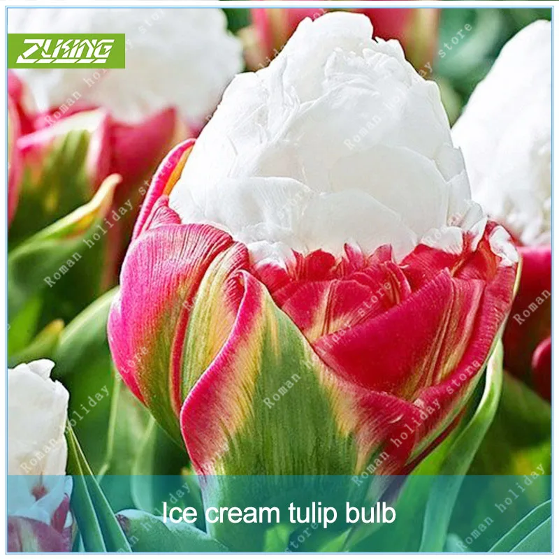 

2 Pcs Icecream Tulips Bulbs Bonsai Not Rare Artificially Cultivated Interesting Perennial Bulb Flowers Bonsai