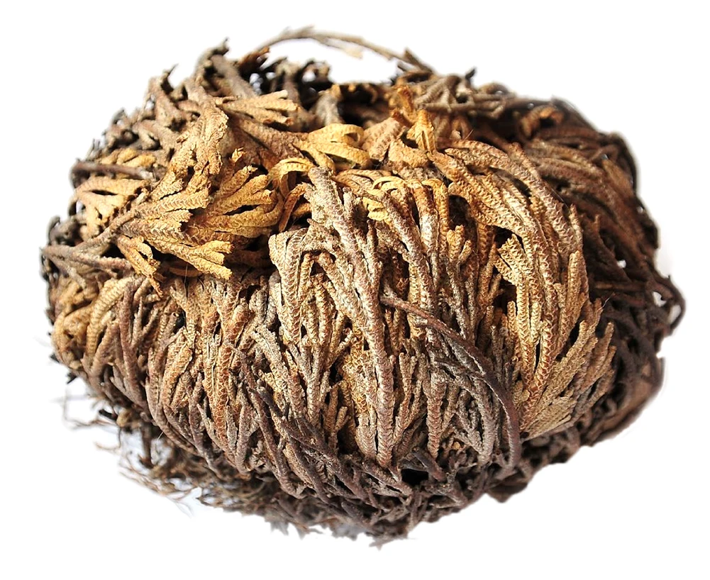 

1pcs Live Resurrection Plant Pot Rose of Jericho Dinosaur Plant Air Fern Spike Moss Bonsai Pot