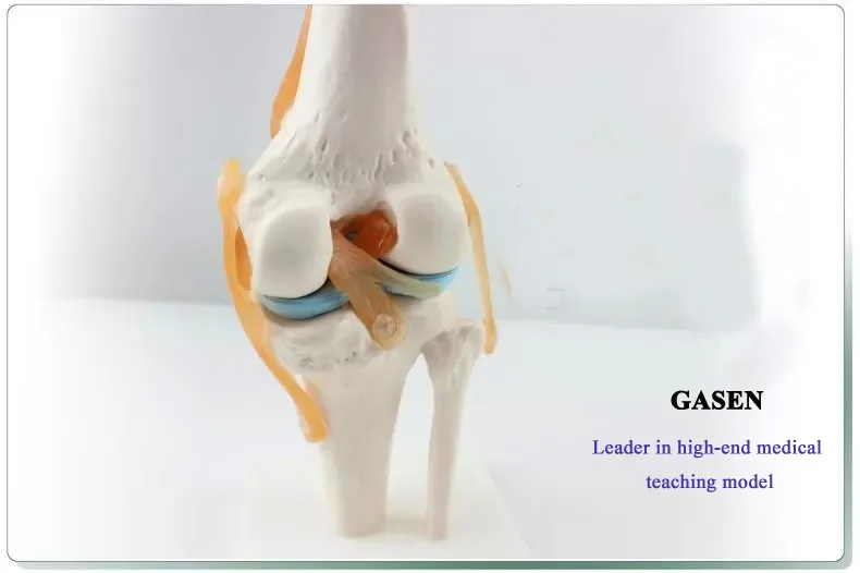 MEDICAL OF THE HUMAN BODY FUNCTIONS KNEE LIGAMENT MODEL KNEE JOINT
