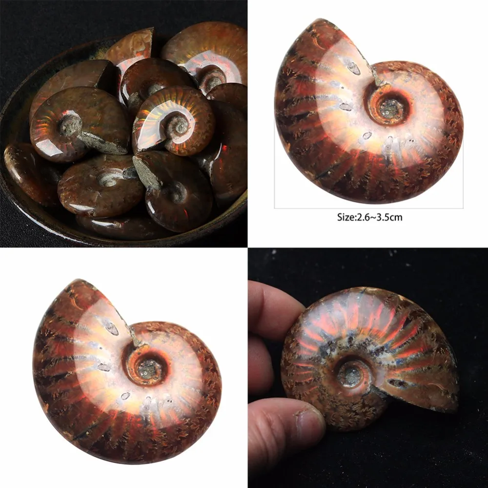 

2.6-3 .5 cm/1.02- 1.38in Spiral Ammolite Natural Ammonite Fossil Pure Natural Handicraft Pieces Played on Palms