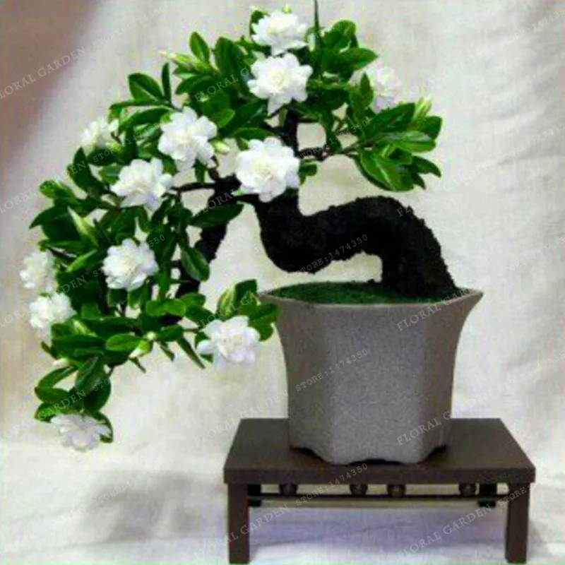 

Big Promotion!100 Pcs/Lot Gardenia Bonsai(Cape Jasmine)* Home Garden Potted Bonsai, amazing smell & beautiful flowers for room