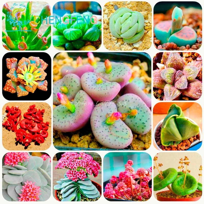 300 bag Mix Succulent seeds lotus Lithops Pseudotruncatella font b Bonsai b font plants Seeds for