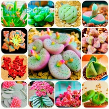 300/bag Mix Succulent seeds lotus Lithops Pseudotruncatella Bonsai plants Seeds for home & garden Flower pots planters