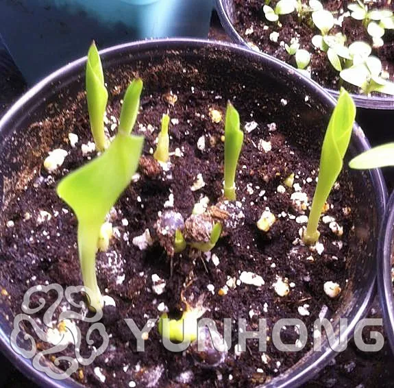 50 Красочные Калла Лилия бонсай, смешанные цвета, RarePlants цветок бонсай, дома Садоводство горшки для балкона растений, поглощение излучения