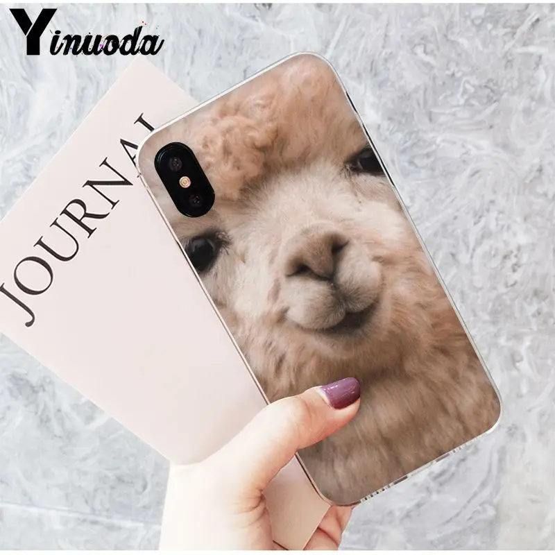 Lama Alpacas Animal