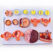 Fertilization and Early Embryonic Development Process Model Femogenesis model of fetal development in fertilized eggs lobule and alveolus of lung model lobule moedl and alveolus model