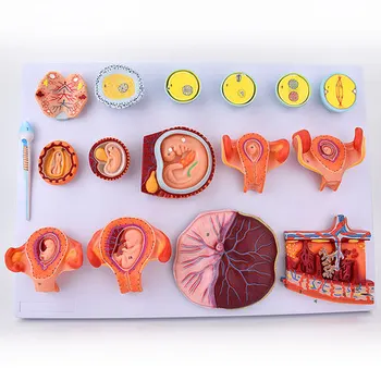 Fertilization and Early Embryonic Development Process Model Femogenesis model of fetal development in fertilized eggs effect of planting date and nitrogenous fertilization on wheat