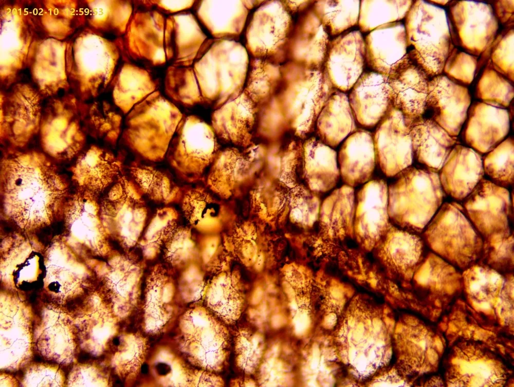 11_Dog_squamous_Epitheblium_(whole_mount)