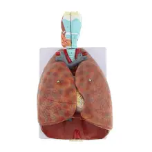 Модель человеческого ларинкса легкого сердца съемные 7 частей медицинский анатомический модель для школы обучающий инструмент обучающий дисплей лабораторные принадлежности