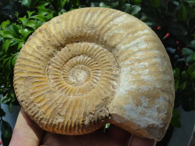 

510g New Find NATURAL WHITE AMMONITE FOSSIL SPECIMEN