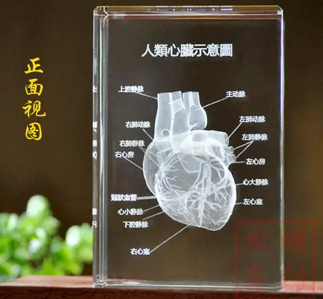 3 d Кристалл человеческого сердца анатомическая модель