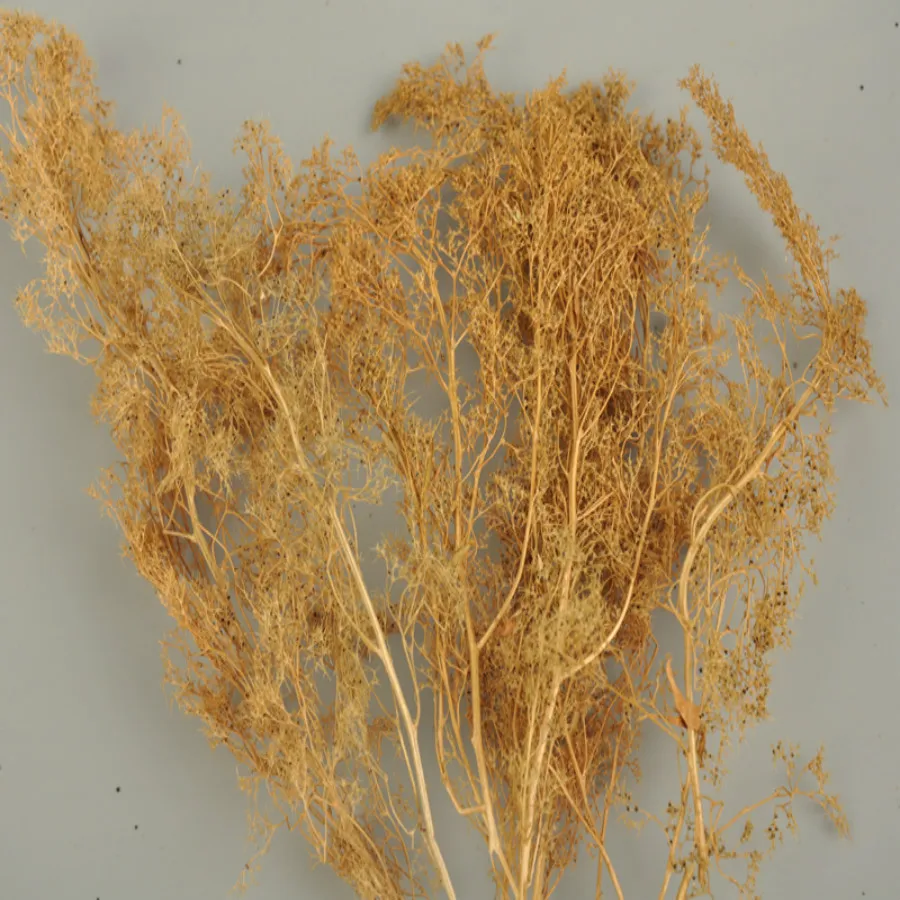 new architecture model grass (4)