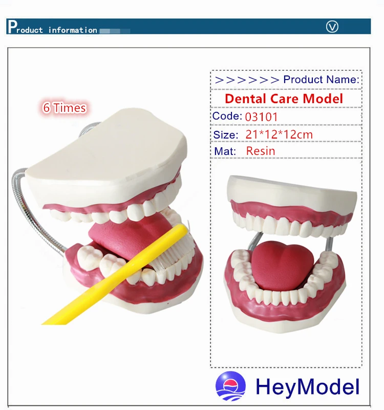 Heymodel 6 раз увеличение стоматологической помощи обучение демо модель