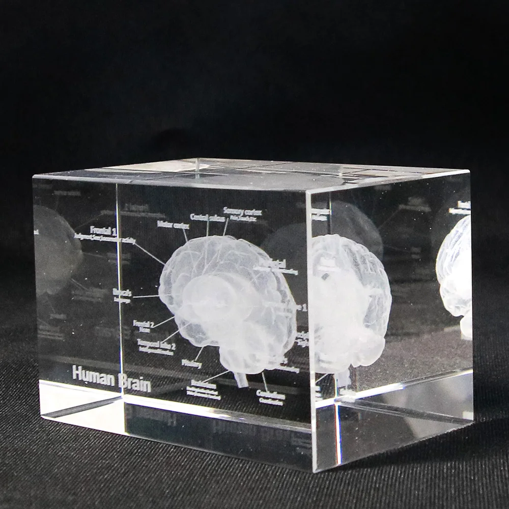 3D человеческая анатомическая модель пресс-папье лазер травленый мозговой кристалл стеклянный куб Анатомия ум Неврология мышление медицинская наука подарок