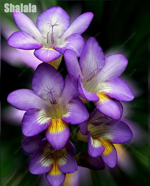 Online Shop 100pcs Lovely Freesia Flowers Seeds, Indoor Pot Flowers ... Online Shop 100pcs Lovely Freesia Flowers Seeds, Indoor Pot Flowers ...