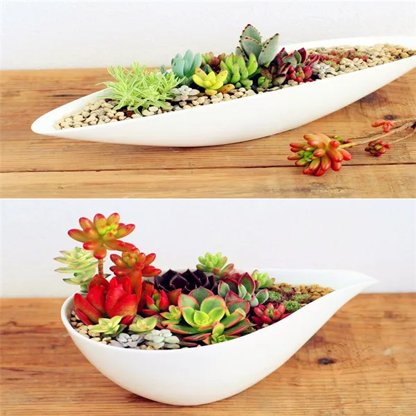 2000 Rare Mix Lithops flores Living Stones Succulent Cactus Organic Garden Bulk plante,bonsai plantas for indoor succulent plant