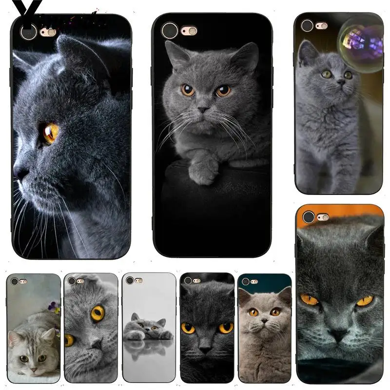 

Yinuoda British Shorthair cat Top Design Phone Case for iPhone 7 6 X 8 6s Plus 5 5S XS XR Case11 11pro 11promax