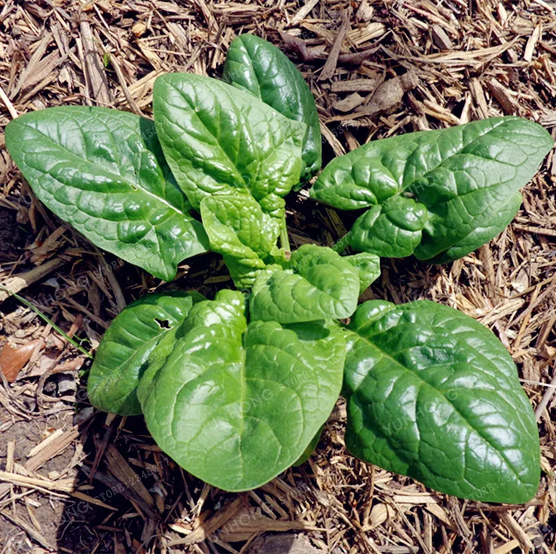 

50Pcs Spinach Bonsai Four Seasons Sowing Easy To Grow Vegetables Plant Round Leaf Nutrition And Health Food For Home Garden