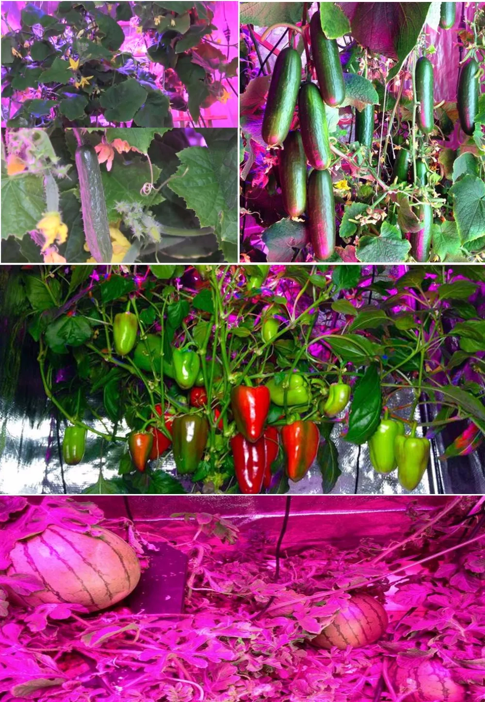 led-grow-light