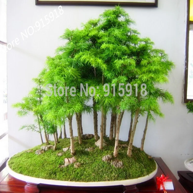 Tree seeds 50 Pcs Dawn Redwood Forest Bonsai Seeds Metasequoia
