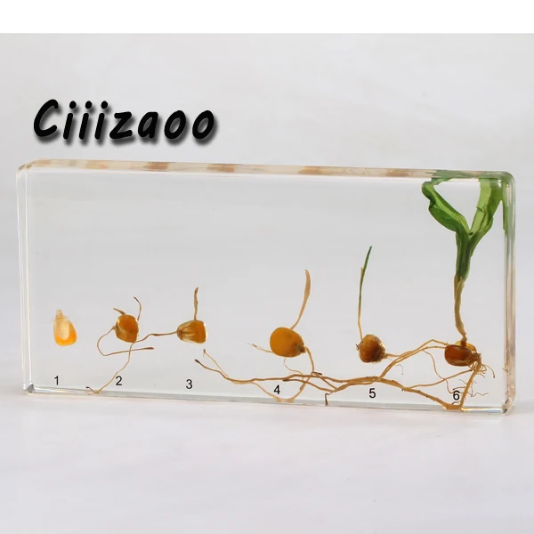 

Corn Germination Specimen paperweight Taxidermy Collection embedded In Clear Lucite Block Embedding Specimen