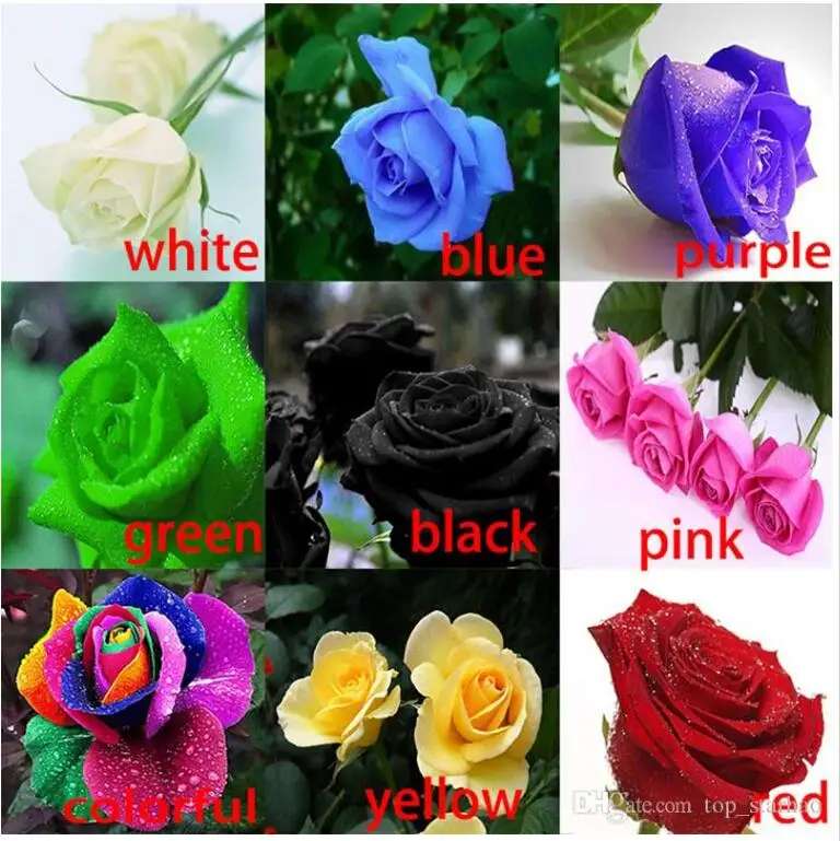 

New Rose Free Shipping 900pc a big each 100pc Colourful Rainbow Rose Purple Red Black White Pink Yellow Green Blue Rose