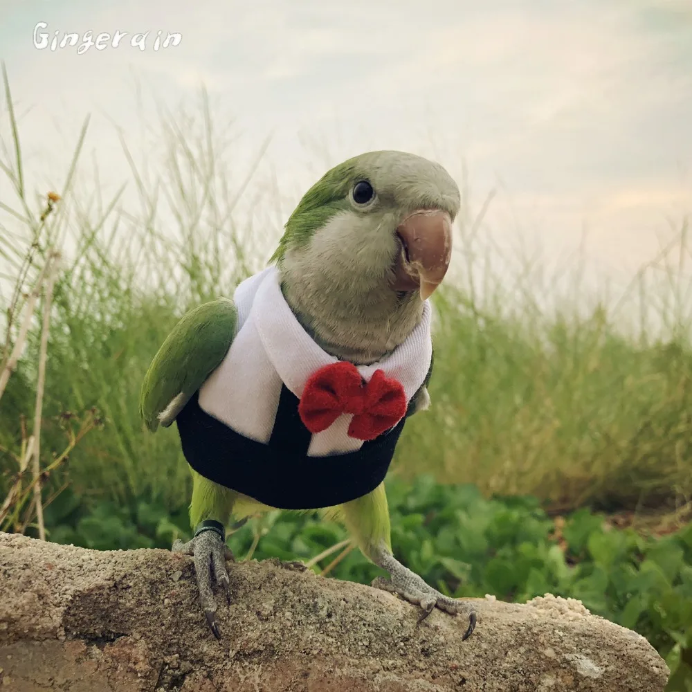 Gingerain одежда с птицами попугай Одежда Маленький принц ручной работы на заказ одежда с птицами свитер с капюшоном Маленький принц