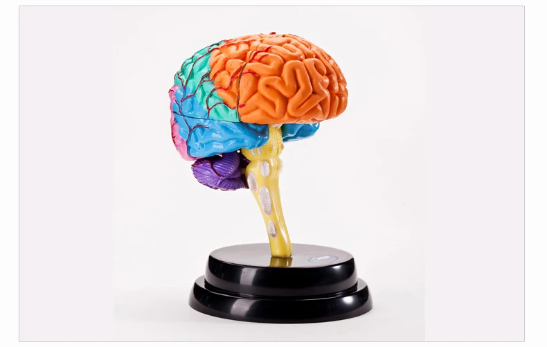 

4D Human Brain anatomic skeleton for saleanatomical anatomical skull model instrument crest Human deluxe set of tools