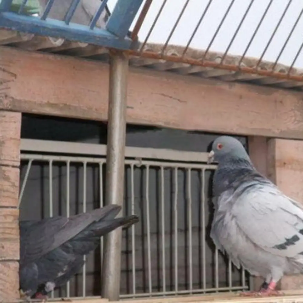 Pigeon Cage Door Iron Door Bob Wires Bars on Frame Entrance Trapping Doors Tumbler for Racing Pigeon Loft Bird 30*26cm