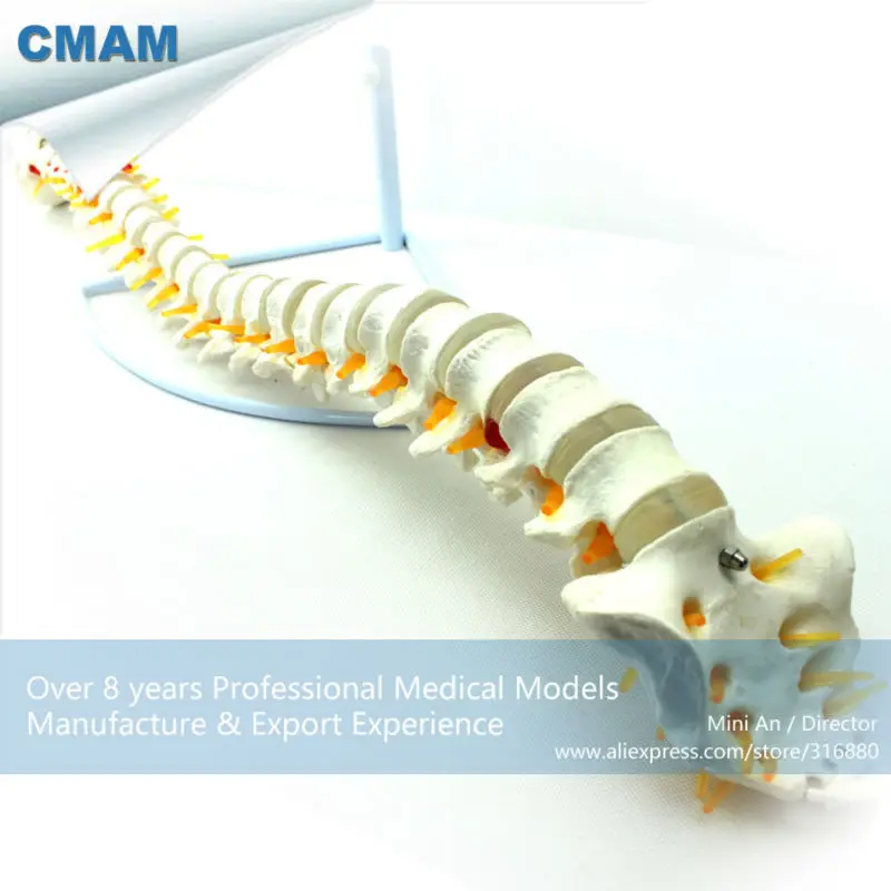 

CMAM/12372 Spine, Medical Spinnal Column Anatomical Human Model