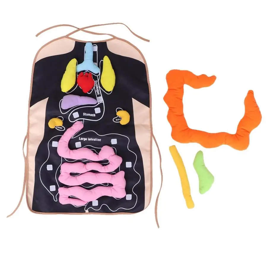 educational 3d organ apron