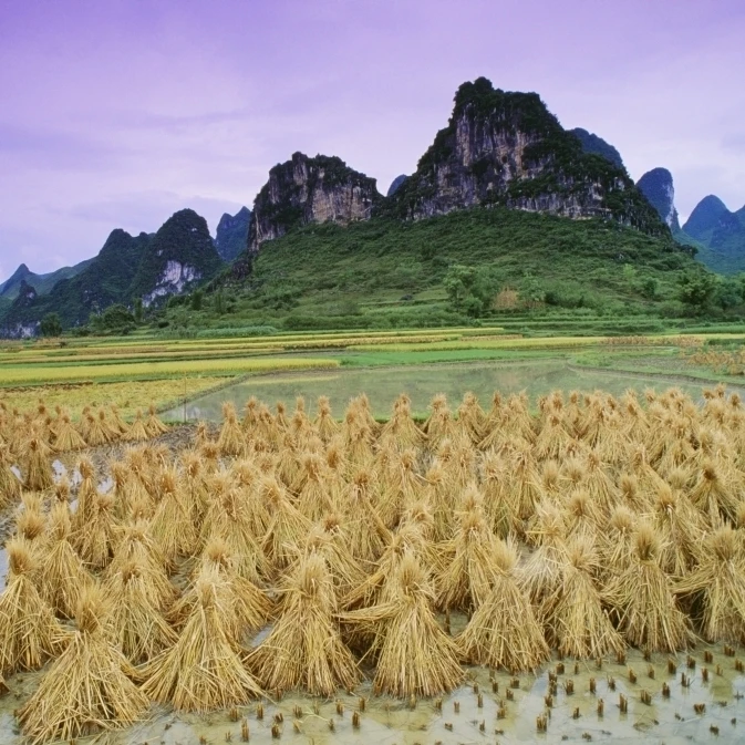 Rice  Yangshuo  Guangxi  China Poster Print (36 x 24)