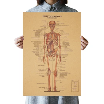 

The Skeleton Of The Body Structure Nervous System Poster Bar Home Decor Paintings Retro Kraft Paper 51.5x36cm Wall Sticker