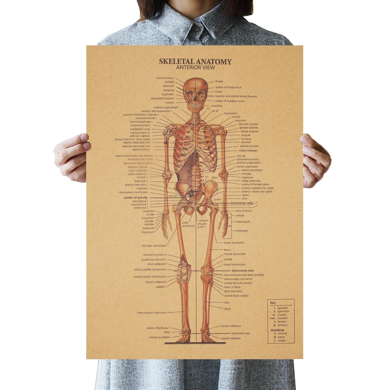 The Skeleton Of The Body Structure Nervous System Poster Bar Home Decor Paintings Retro Kraft Paper 51.5x36cm Wall Sticker
