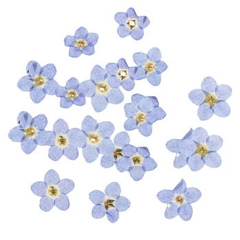 

20 Pieces Forget-me-not Dried Flowers Natural Pressed Dried Flower Embellishments for DIY Phone Case Decor Resin Ornament Making