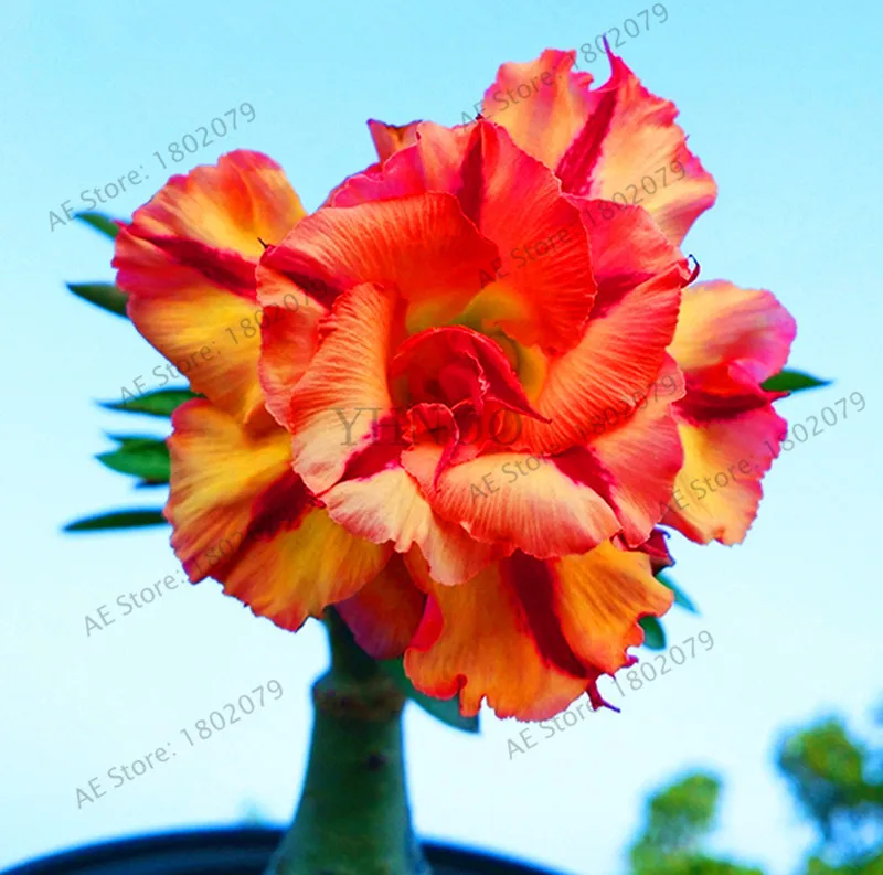 РЕДКИЕ смешанные цвета роза пустыни с украшением в виде чехол с изображением сердечка цветка, 5 шт./упак., бонсай растения для дома и сада - Цвет: 18