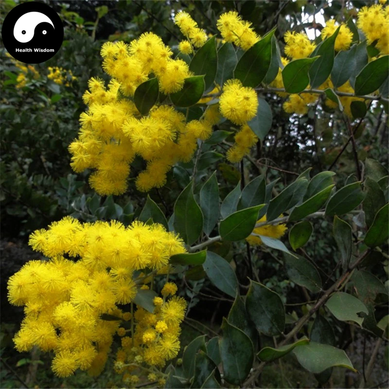Buy Sweet Acacia Tree Semente 30pcs Plant Acacia Farnesiana Sponge Tree He Huan