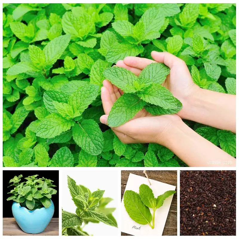 

100 Pcs Edible Mint Bonsai Aromatic Bonsai Perennial Herb Potted For Home Garden Decor Supplies Indoor Or Outdoor Available