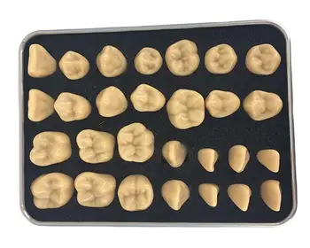 

Tooth model 2 times standard engraving oral model dental teaching comparison model