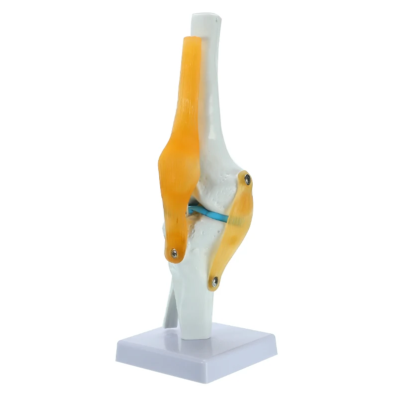 Человека коленного сустава анатомические модели модель скелета с сухожилия, сустав модель обучение медицине принадлежности для школы